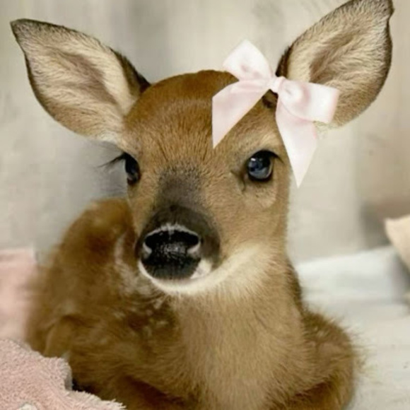 polkadotdeer